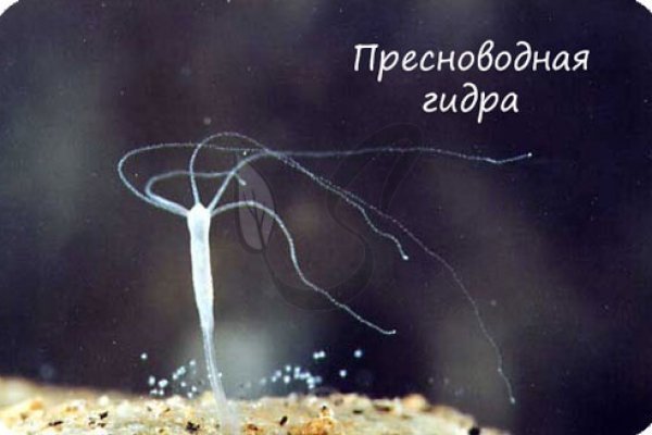 Кракен даркнет store